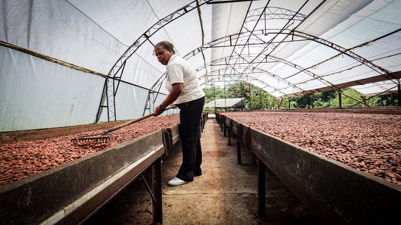 A person rakes drying cocoa beans in a sheltered greenhouse, showcasing cocoa production.