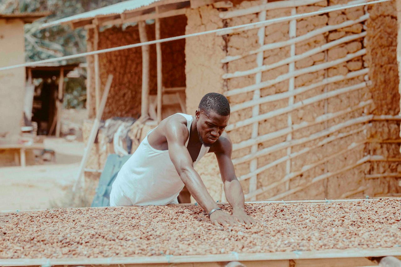 A farmer drying cocoa beans under the sun in rural Ghana, showcasing traditional practices.