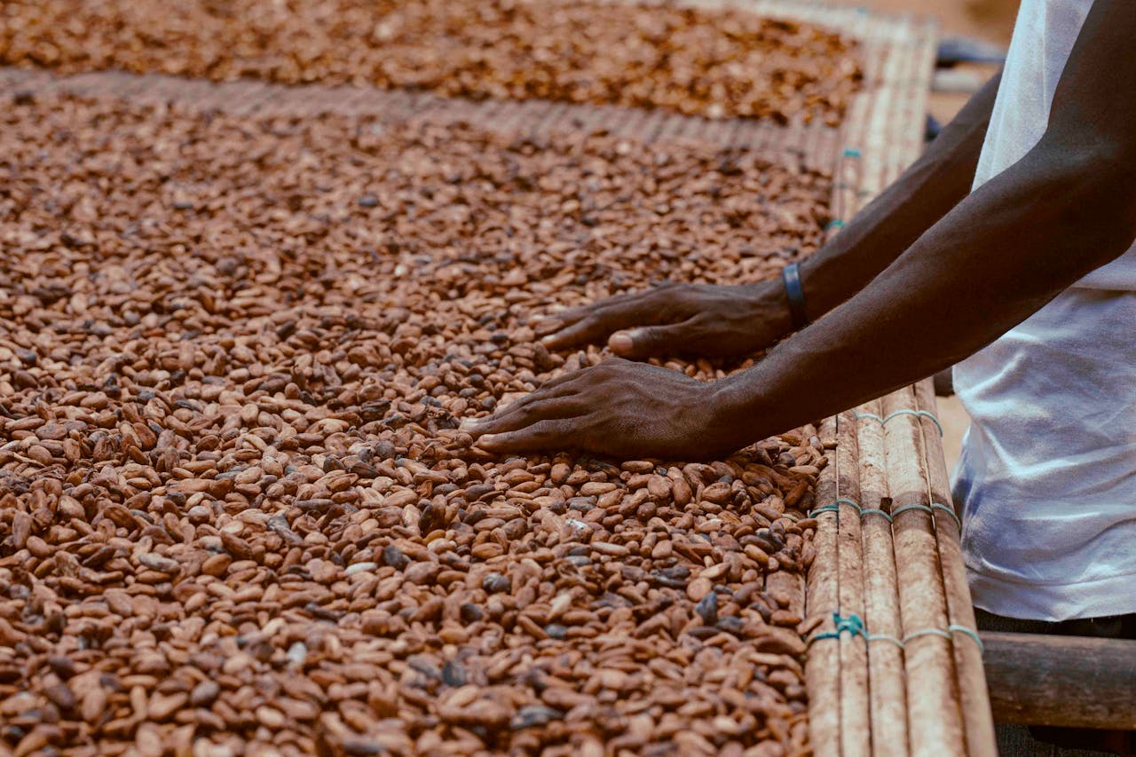 services-06 Close-up of cocoa farmer's hands spreading cocoa beans to dry under the sun in Ghana.