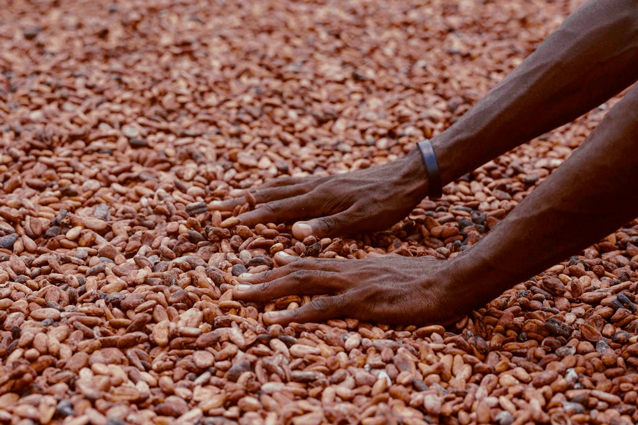 Close-up of hands sorting cocoa beans on a farm in Ghana, highlighting traditional farming methods.