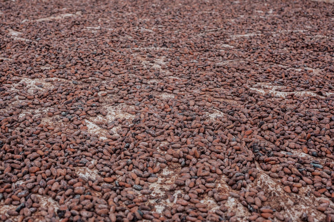 about-us Cocoa beans drying outdoors in Ife, Nigeria, emphasizing natural food processing.